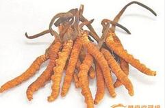 食药监总局叫停极草 虫草失去保健品试点资格