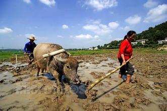 旬阳严守耕地红线&ldquo;不碰不闯&rdquo;
