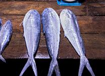 水产专家从来不买七种鱼