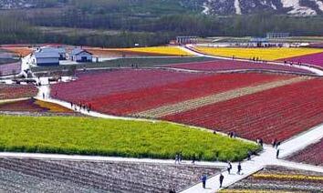航拍河南驻马店千亩郁金香 中原小荷兰似油墨地毯