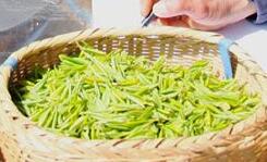 河南内乡：2万亩明前茶飘香四溢
