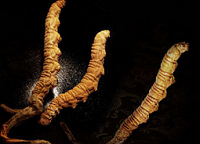 青海春天虫草试点早被停止 疑存在欺瞒行为