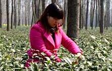 明前茶采摘进入“黄金季” 河南信阳茶姑采茶忙