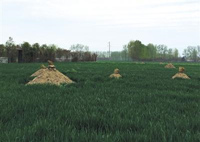 河南周口平坟后遗症：3000座公益性公墓大多废弃