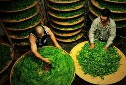 铜仁市茶产业发展：梵净春来早