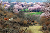 西藏林芝·桃花盛开在雪域高原