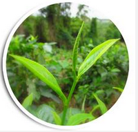 茶树不打农药 科技才是依靠