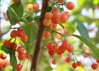 山东青岛樱桃初上市 50元/斤