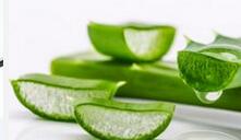 芦荟祛痘成功 我离女神又近了一步