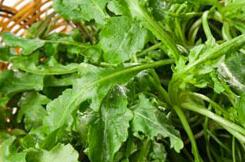 春天不能缺4种野菜堪比良药
