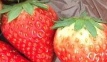 春天常吃这一物胜过吃补药