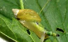 远离寄生虫 这些食物要少吃