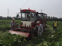 榨菜收割机研发成功 榨菜也能机械化