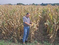 玉米重归市场经济 不种玉米种什么？