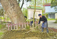 楠木守护者:七旬老人20年风雨无阻