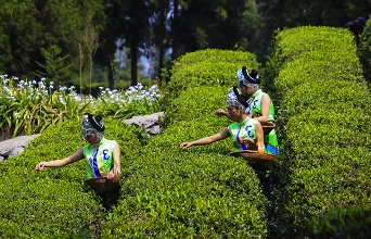 水城&ldquo;春茶&rdquo;和&ldquo;小黄姜&rdquo;获国家地标产品授牌