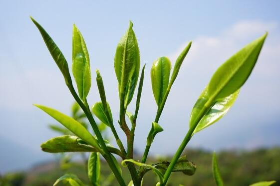 图赏世界茶源 云南景迈山