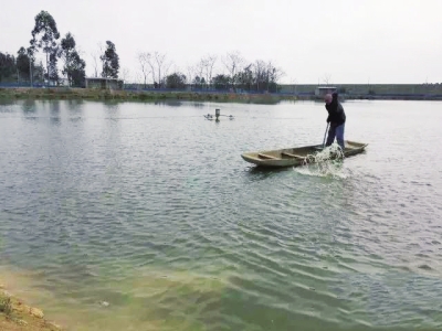 佛山养殖户抱团夺回定价权