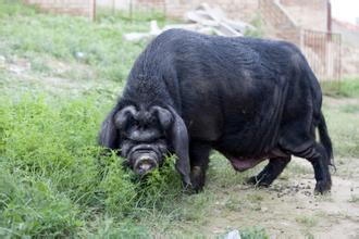 &ldquo;土品种&rdquo;靠什么突破发展困局