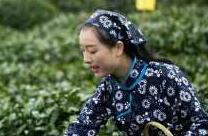 巴中云顶茶旅节4月16启幕 千亿川茶业挖掘茶文化