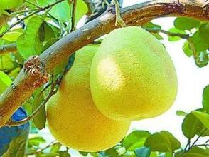 岑巩&ldquo;思州柚&rdquo;地理标志产品保护通过国家审查