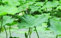 最好的减肥食谱 吃吃就瘦了