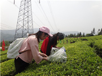 秭归二中：春天与社会实践有个约会