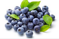 山东：胶州大棚蓝莓将迎盛果期