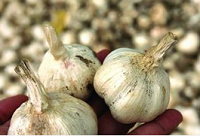 揭秘“蒜你狠”背后投机炒作