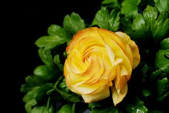 洛阳航天育种“太空牡丹”首现芳容