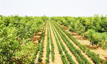 安阳“五大工程”打造现代农业升级版