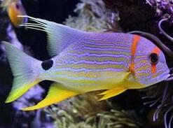 鱼肉营养价值高 多吃鱼