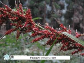 习水红稗荣获国家地理标志保护产品