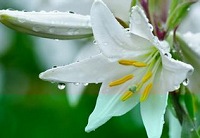 春季犯困，食疗最有效