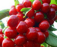 甘肃：白银天价樱桃一颗要卖4元