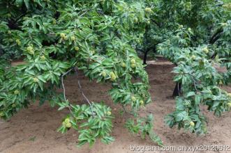 西丰农民荒山造林忙