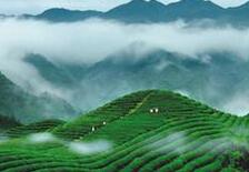 信阳茶业：从只采春茶到夏秋茶综合利用