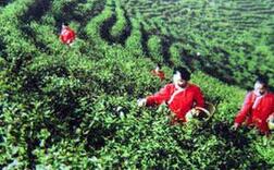 杭州有个&ldquo;全民茶事&rdquo; 全城共享谷雨时节新茶香