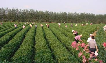 山东高青以土地确权促进农业提质增效