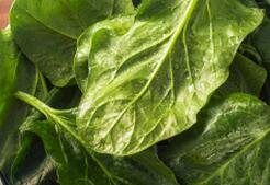 吃它们，那么你将离长寿不远