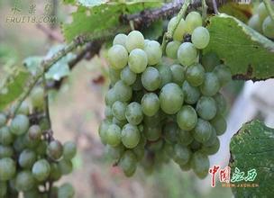 江西对崇义地理标志产品刺葡萄做调研