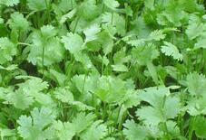 爱香菜和爱汽油原理类似 香菜的神奇功效