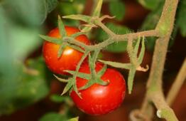 西红柿除了可以食用 居然能做西红柿面膜