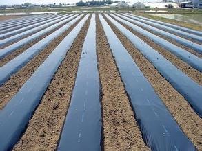 新疆将实施《农田地膜管理条例》明确地膜厚度