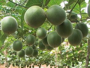 国家级农产品地理标志示范样板怎样创建