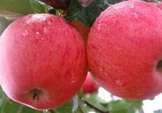 水果上的蜡到底能不能吃？