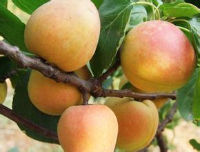 7产品入围四川知识产权保护50强