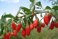 枸杞不只能泡水 煲粥的效果也很大