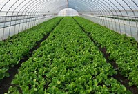 山东：蔬菜产业转型升级