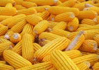 李潮海：玉米种或者不种 关键是价格